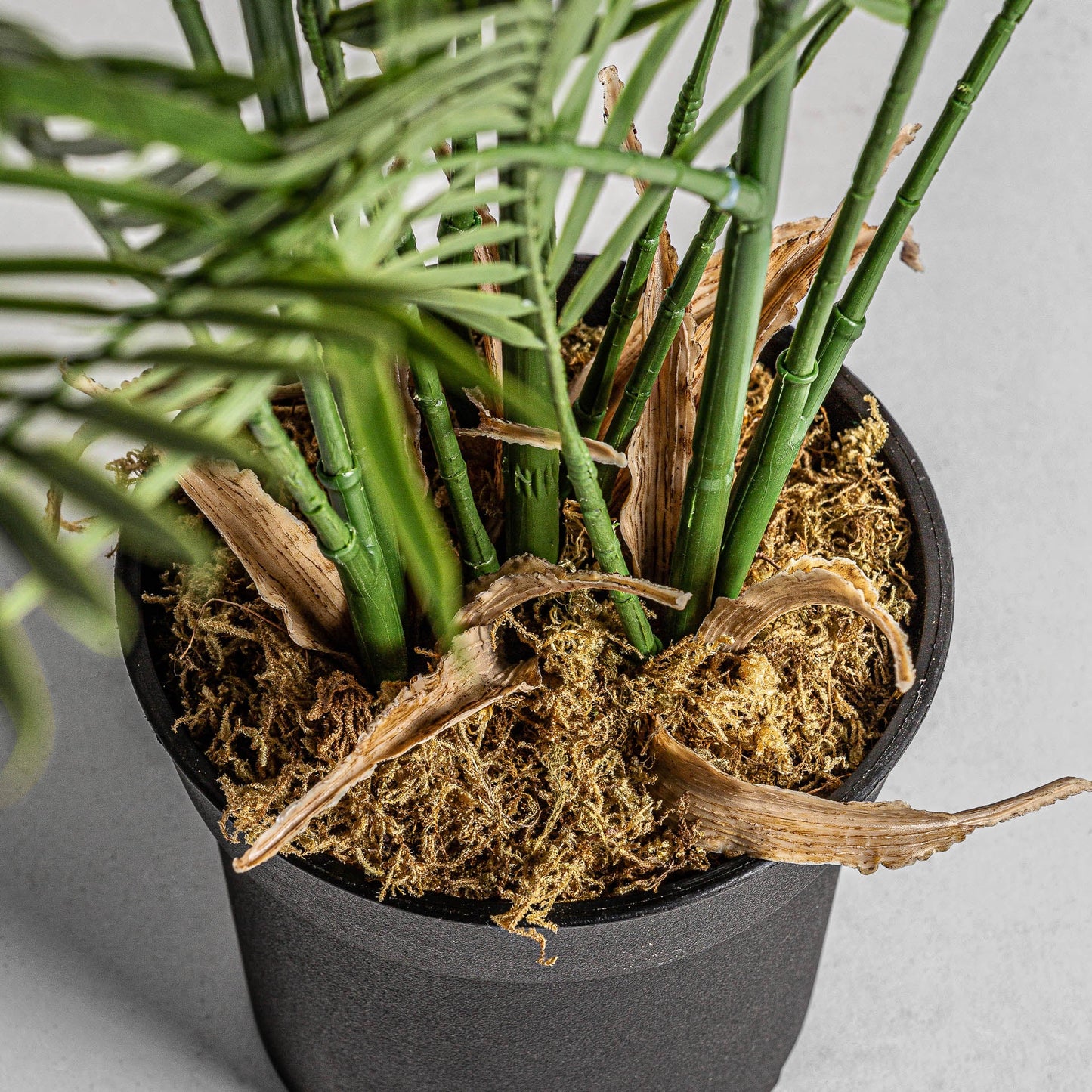 Planta Helecho en Color Verde