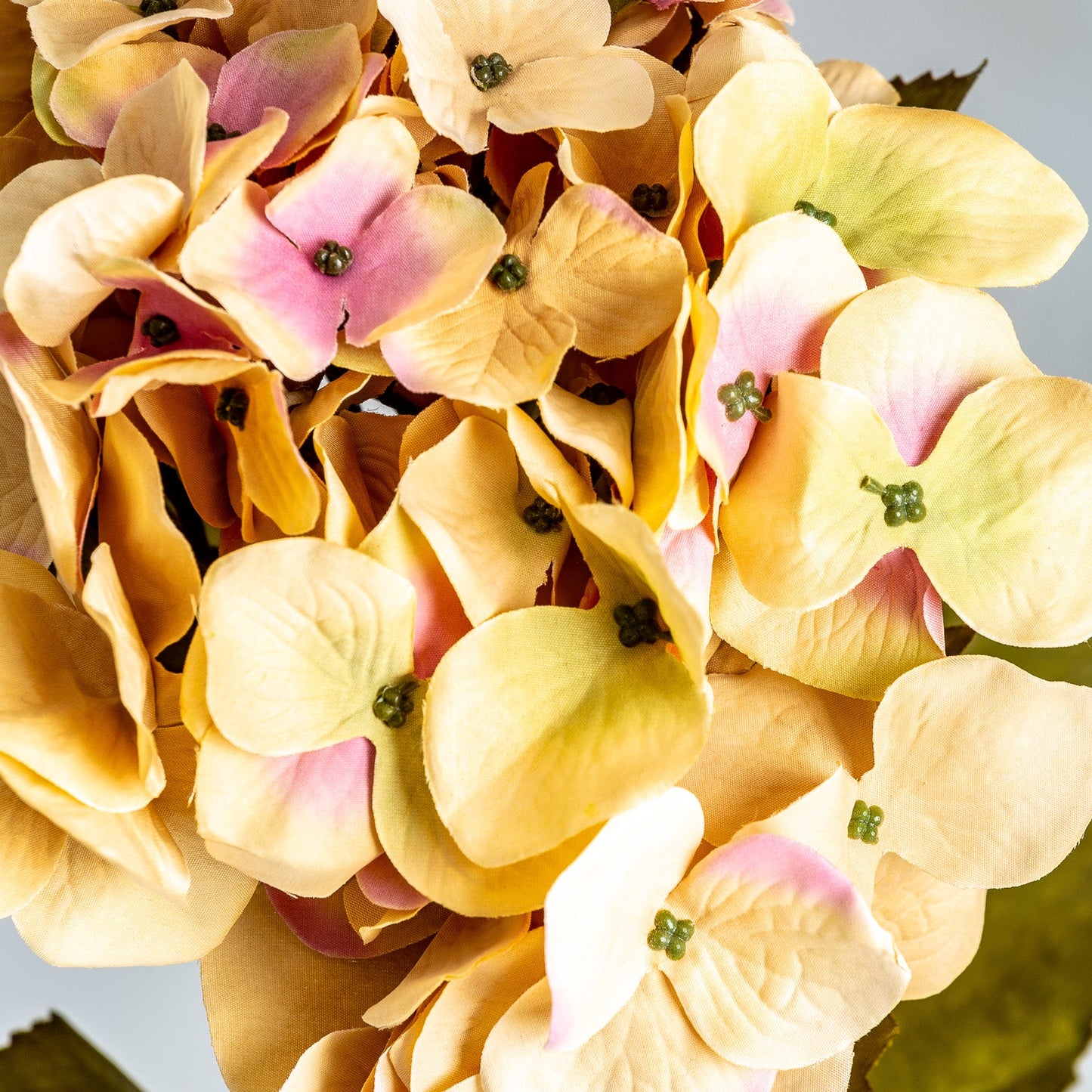 Flor Hortensia en Color Amarillo