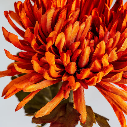 Crisantema Flower in Orange Colour