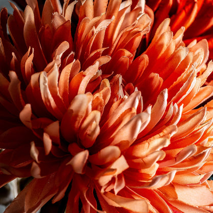 Crisantema Flower in Orange Colour