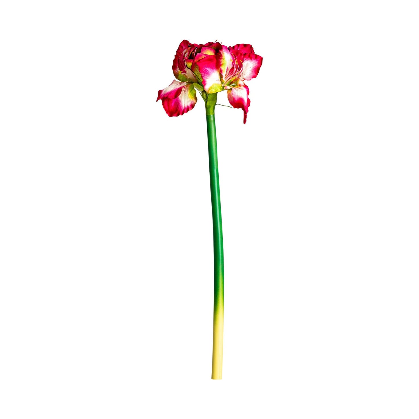 Flor Amaryllis en Color Fucsia