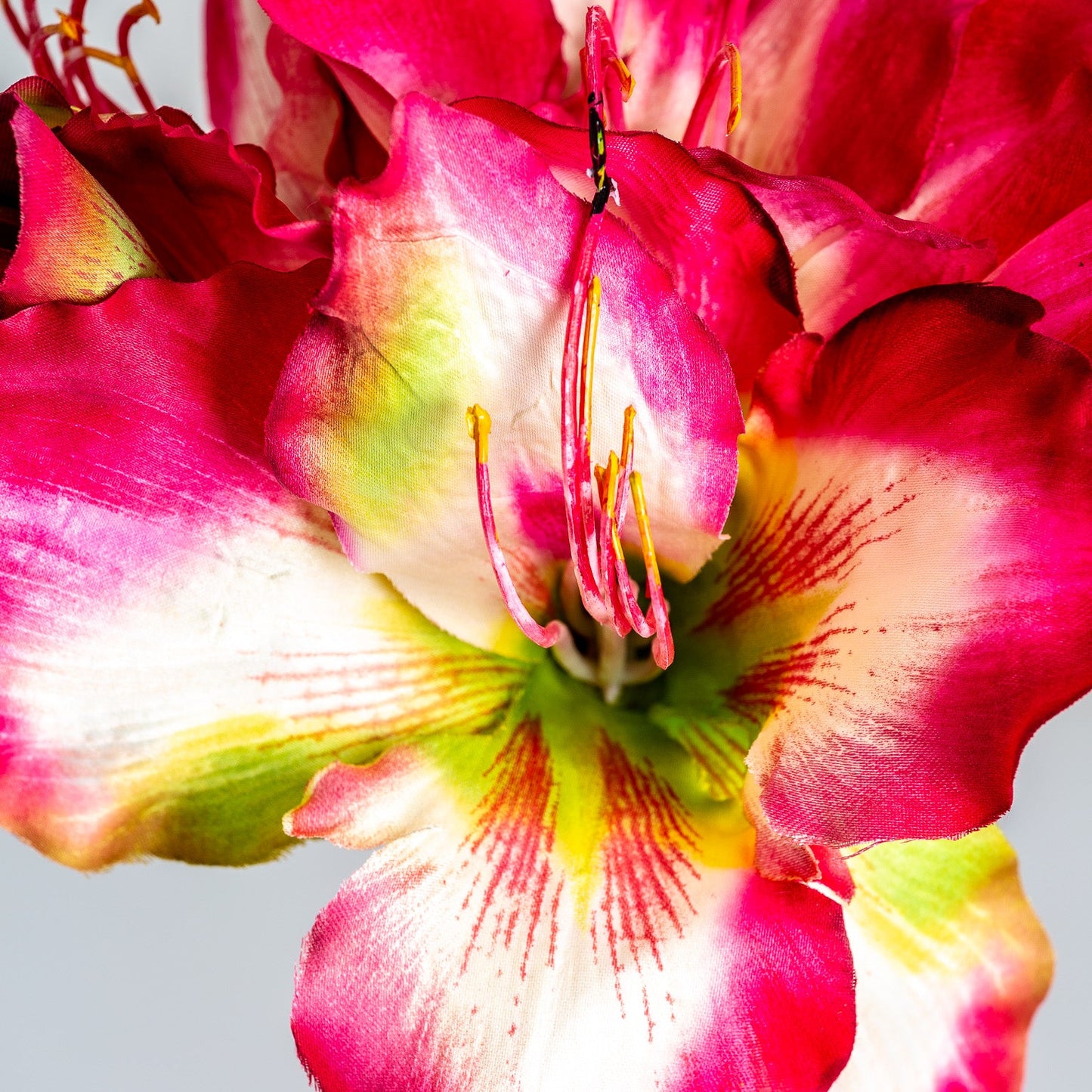 Flor Amaryllis en Color Fucsia