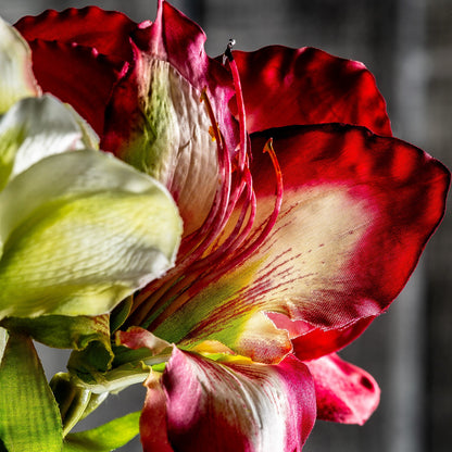 Flor Amaryllis en Color Fucsia