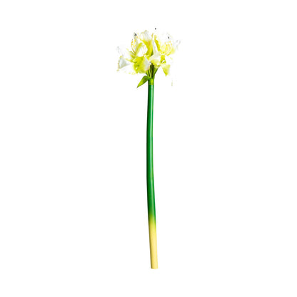 Flor Amaryllis en Color Blanco