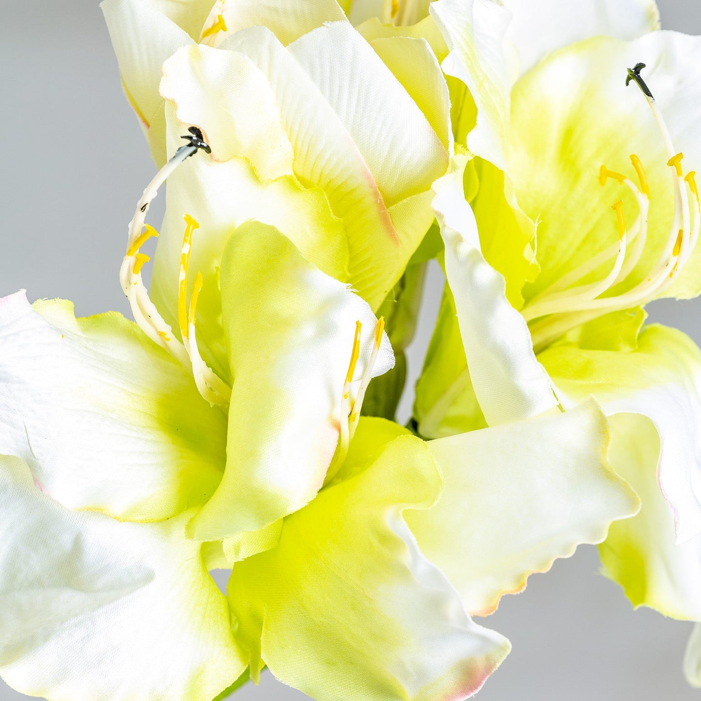 Flor Amaryllis en Color Blanco