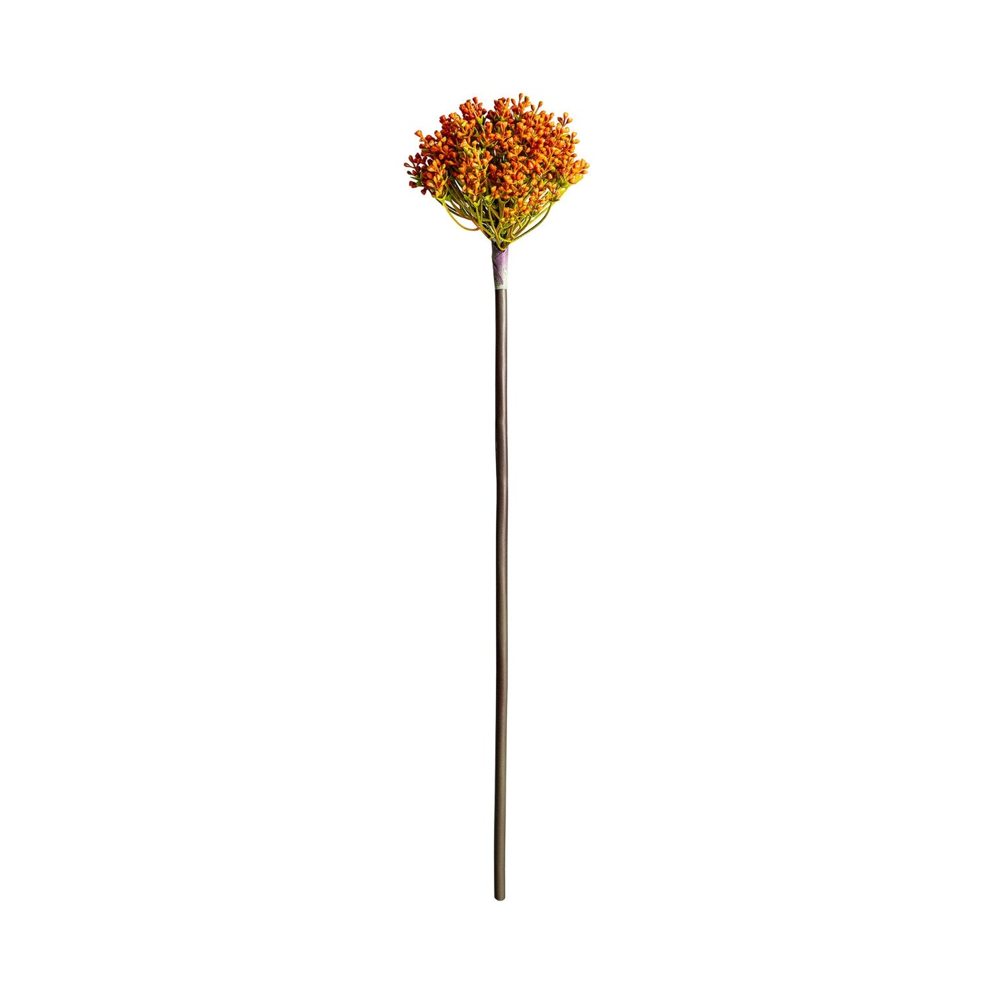 Allium Plant in Orange Colour