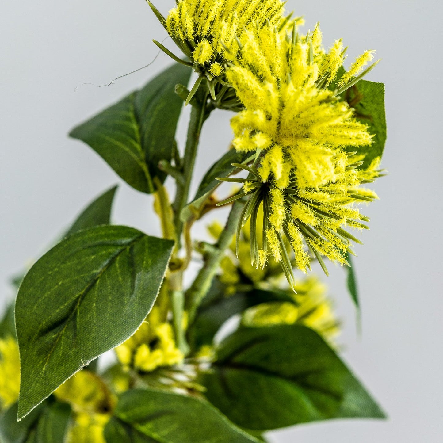 Flower in Yellow Colour