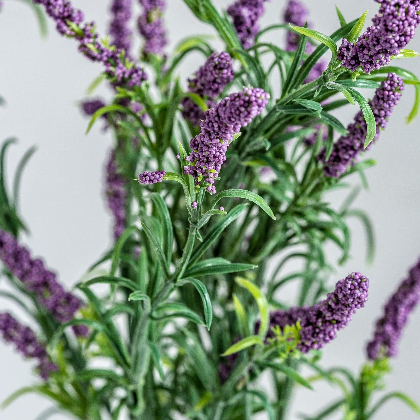 Lavanda Flower in Mulberry Colour