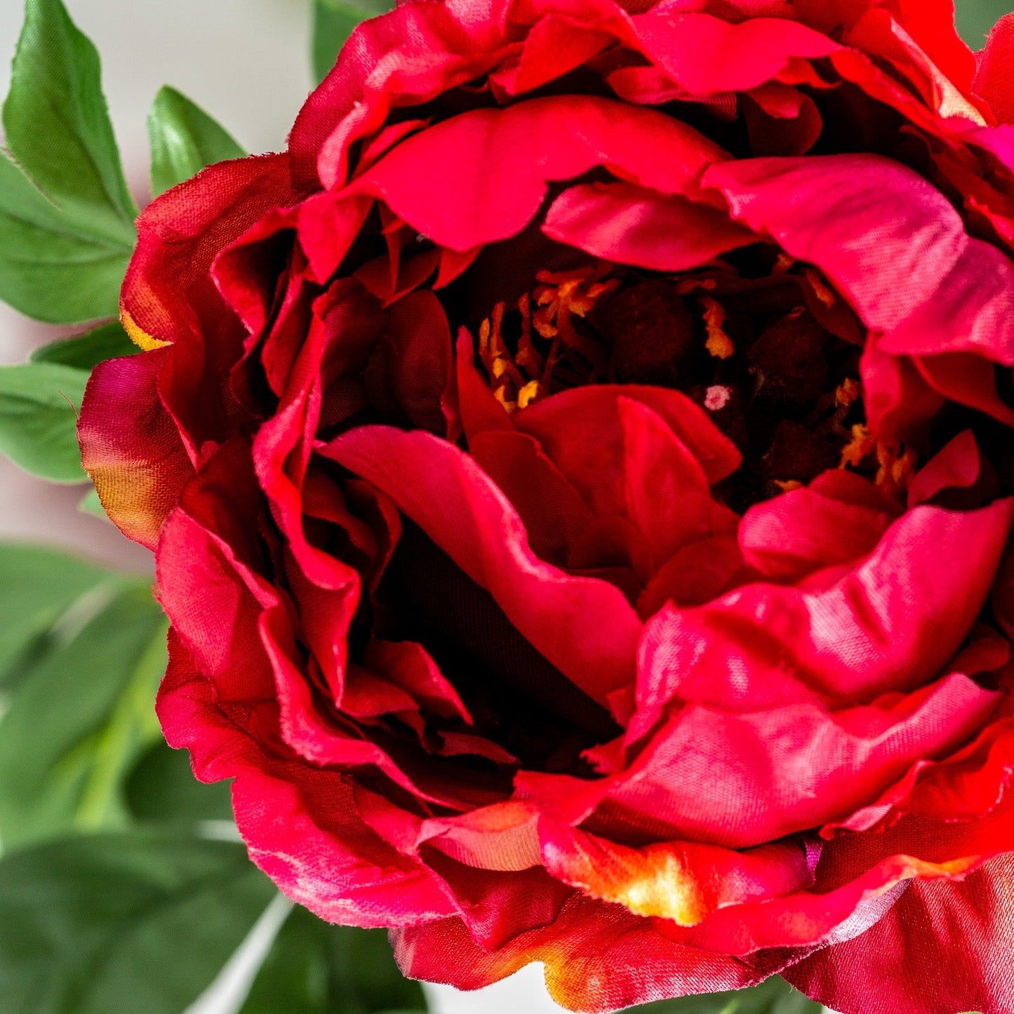 Peonia Flower in Red Colour