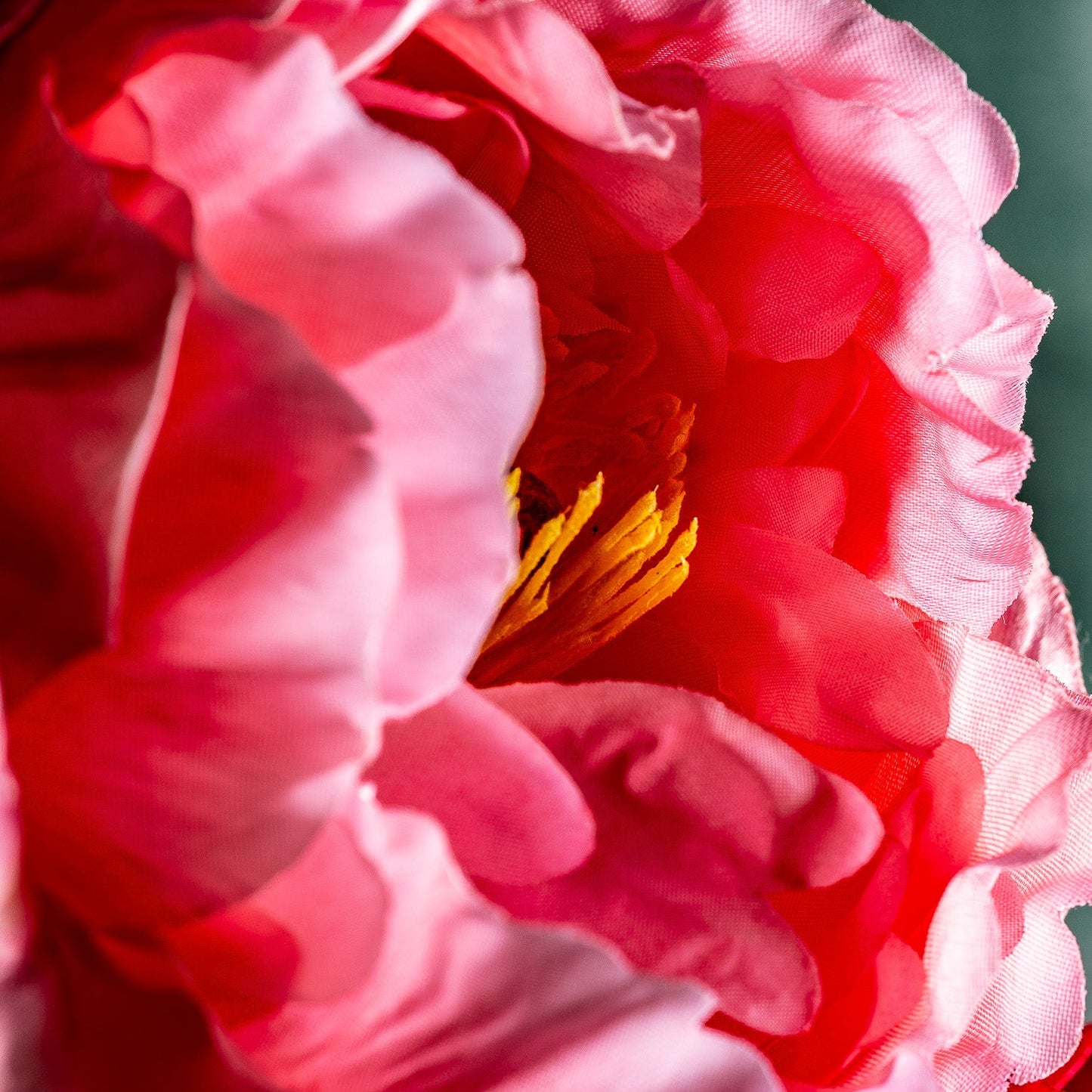 Flor Peonia en Color Rosa