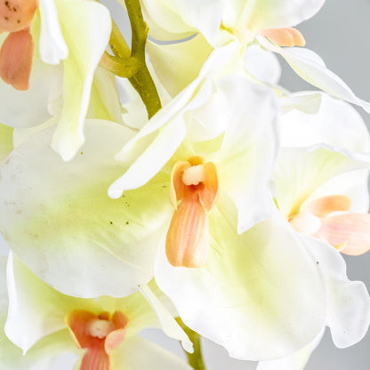 Azahar Flower in White Colour