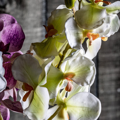 Azahar Flower in White Colour