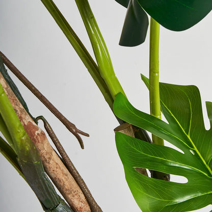 Monstera Plant in Green Colour