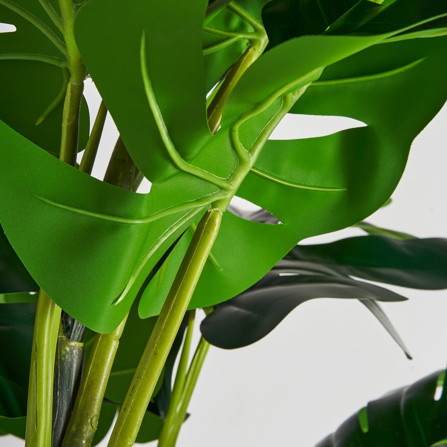 Monstera Plant in Green Colour