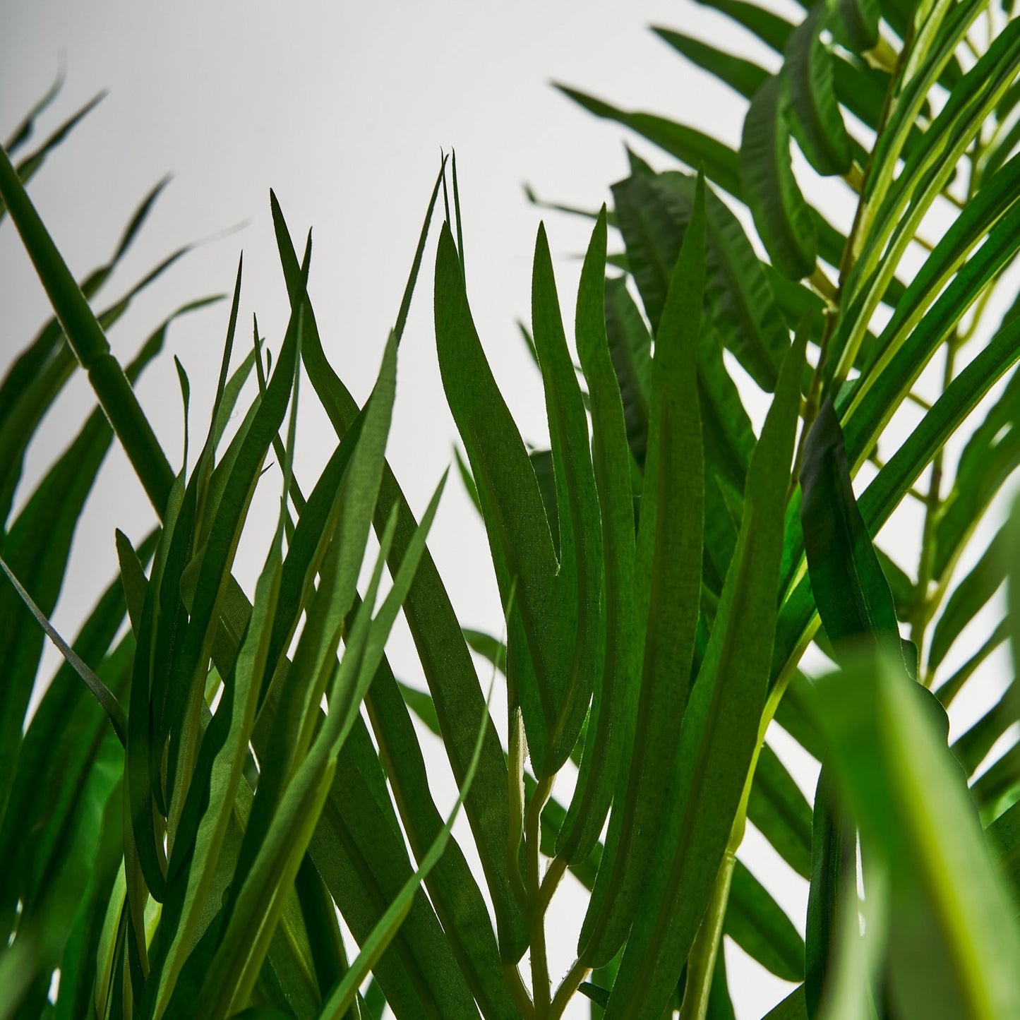 Planta Palmera en Color Verde