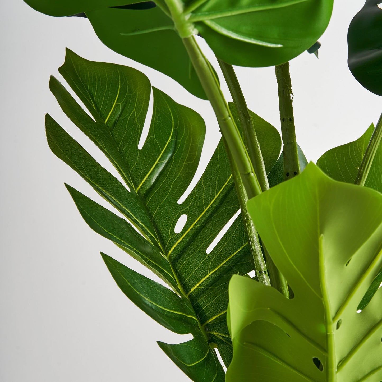 Planta Monstera en Color Verde