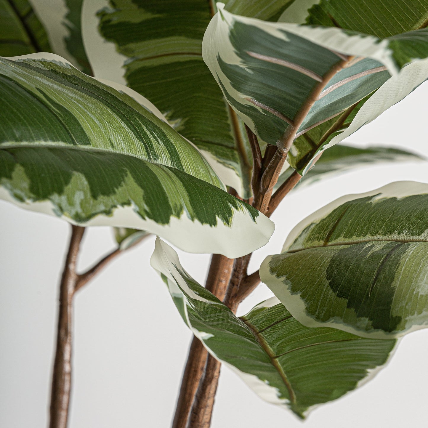 Roble Blanco Plant in Green Colour