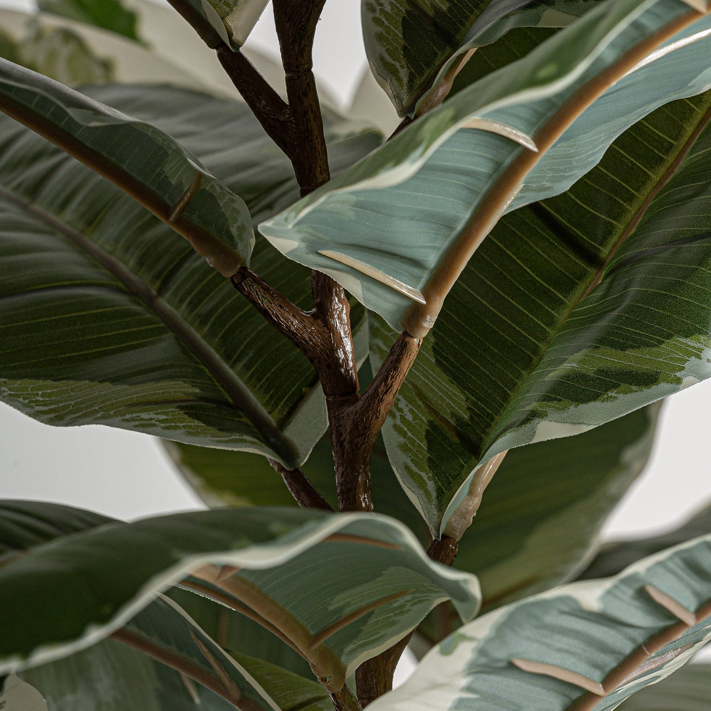 Roble Blanco Plant in Green Colour