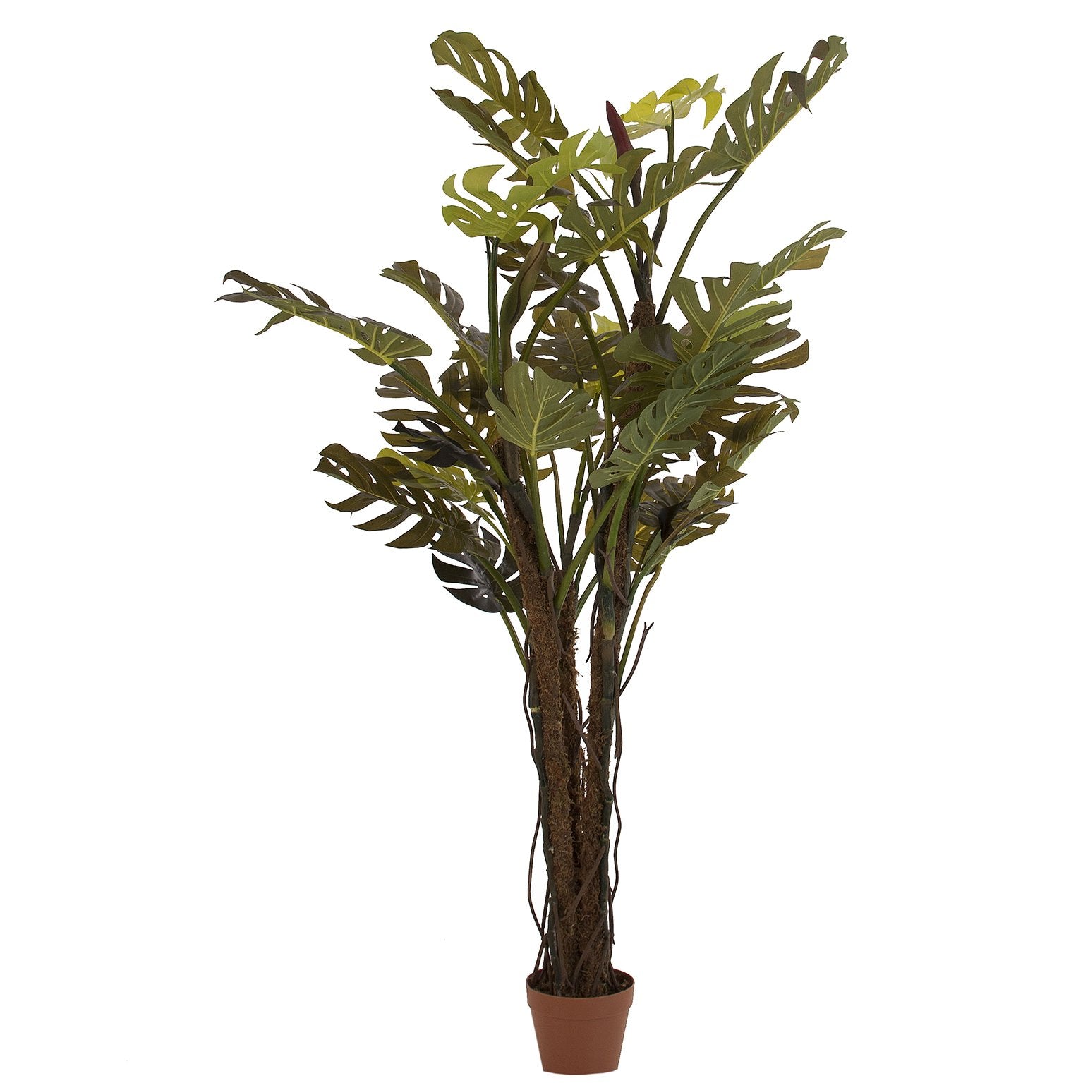 Planta Split Philo 28x180x28 Cm. - Plantas - Granada Maison