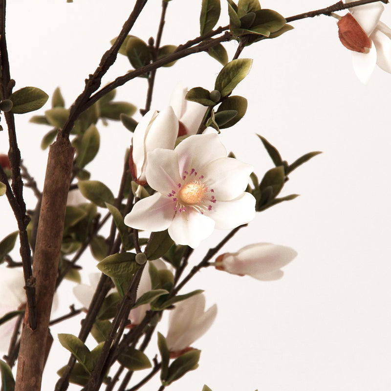 Planta Magnolia 70x170x70 cm. - Plantas - Granada Maison