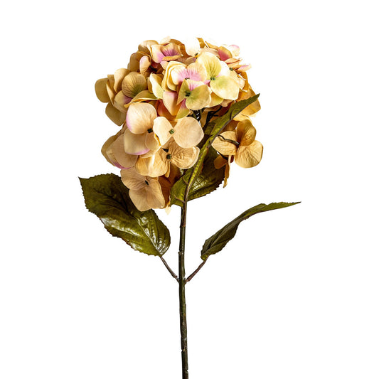 Hortensia Flower in Yellow Colour