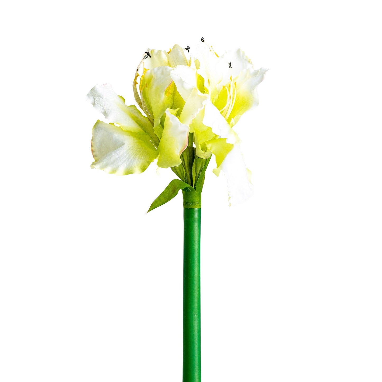 Flor Amaryllis en Color Blanco