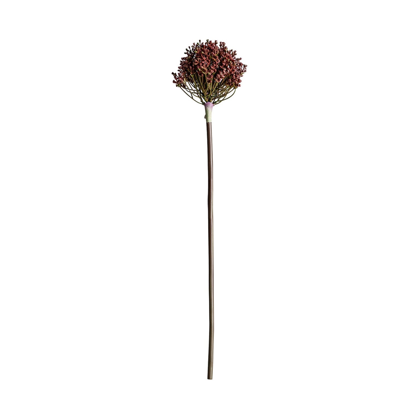 Planta Allium en Color Morado