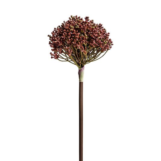 Allium Plant in Mulberry Colour