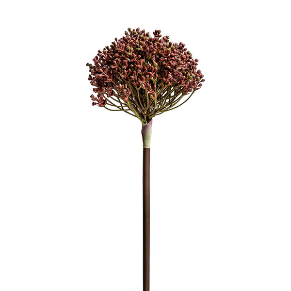 Planta Allium en Color Morado