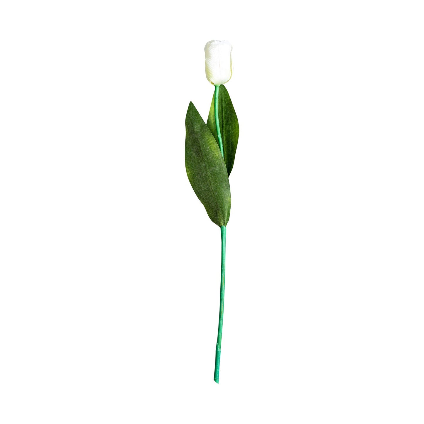 Tulipan Flower in White Colour