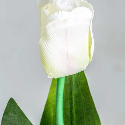 Tulipan Flower in White Colour