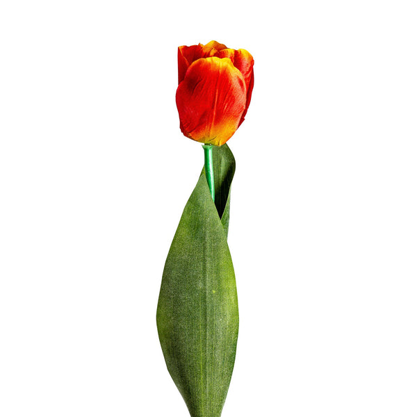 Flor Tulipan en Color Naranja - Plantas/Flores/Cañas Decorativas - Granada Maison