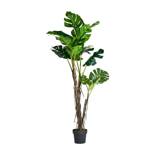 Planta Monstera en Color Verde