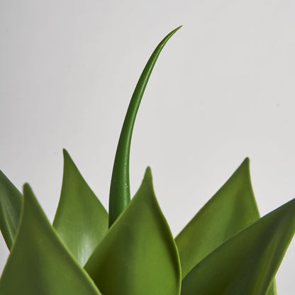 Lotus Plant in Green Colour