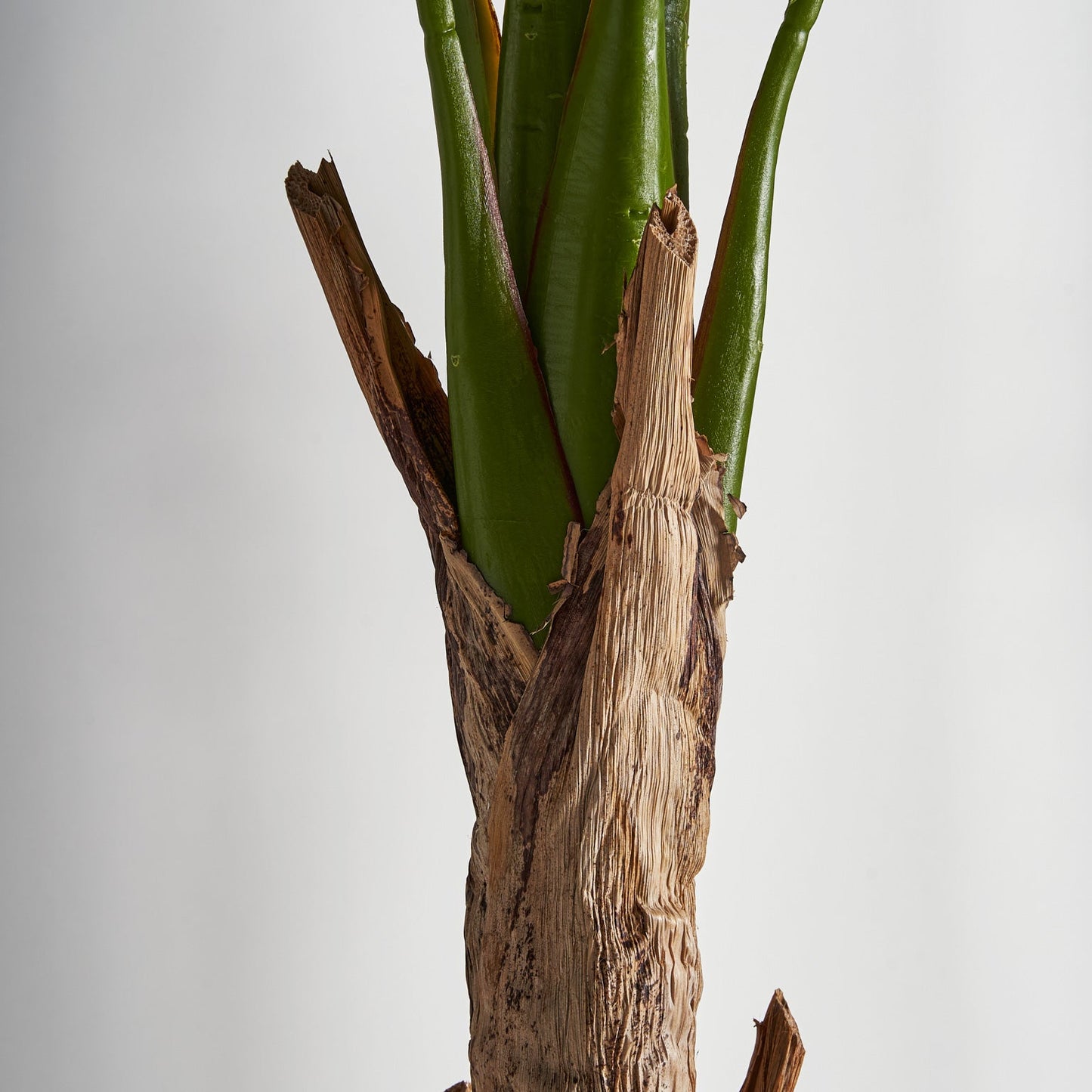 Bananera Plant in Green Colour