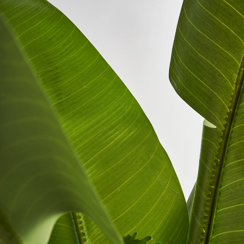 Planta Bananera en Color Verde