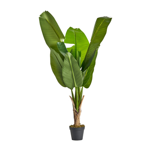 Planta Bananera en Color Verde
