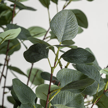 Eucaliptus Plant in Green Colour